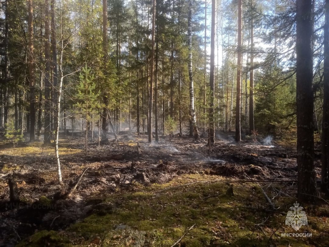 Лесной пожар в Макарьевском муниципальном районе локализован